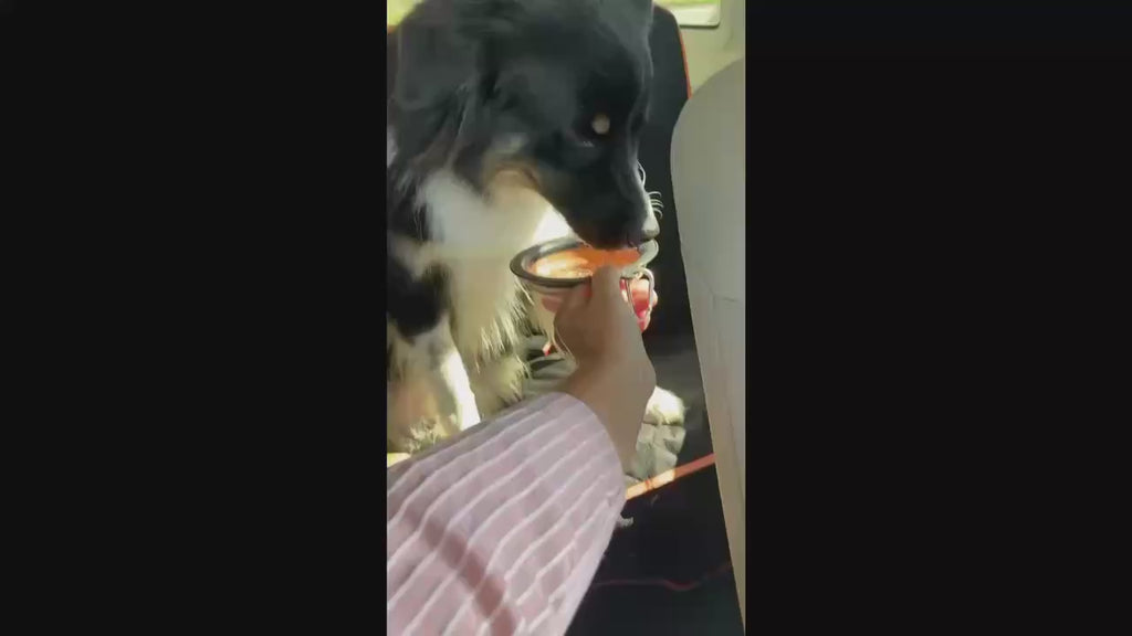 Organisateur Voiture Chien & Gamelle 500 ml - L'eau à portée de truffe - Pack Avantage